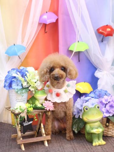 20230607ラムちゃん